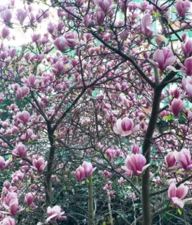 Uzm. Psk. Elif Lengerli profilinde yer alan galeri fotoğrafı.